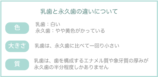 乳歯と永久歯の違いについて