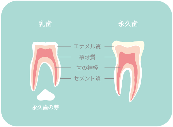 乳歯と永久歯の歯質