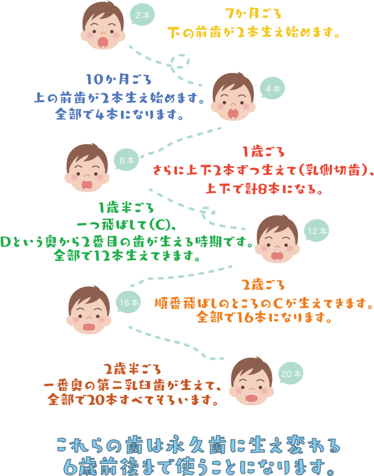 乳歯の生える順番