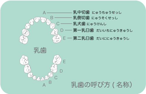 乳歯の呼び方(名称）